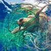 Loggerhead turtle tangled in fishing net